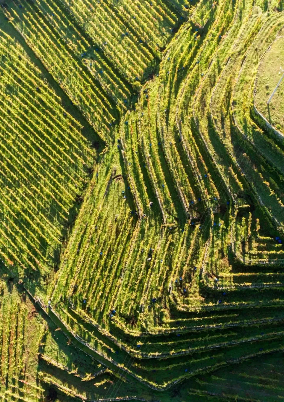 Tasca Tascante Sizilien Weinverkostung 5 Weine Öle Erlebnis